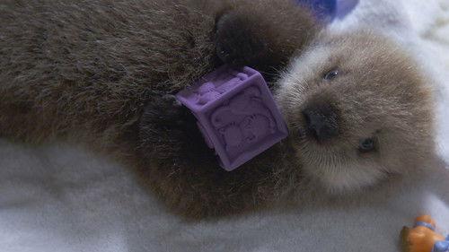 Alaska Animal Rescue Season 2 Episode 2 - One Way or an Otter