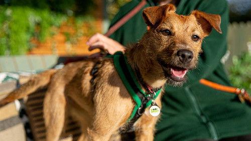 The Dog House Season 4 Episode 1 - Episode 1