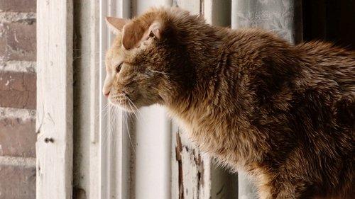 This Is Us Season 2 Episode 12 - Clooney