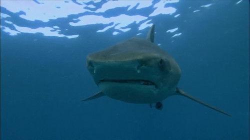 When Sharks Attack Season 2 Episode 1 - In Shallow Water