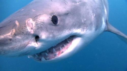 When Sharks Attack Season 5 Episode 2 - Honeymoon Hell