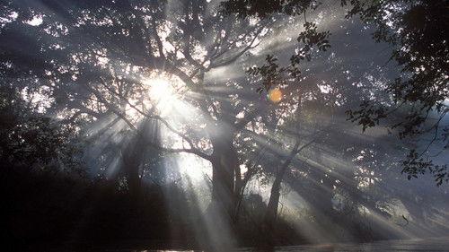 Nature Season 24 Episode 11 - The Queen of Trees