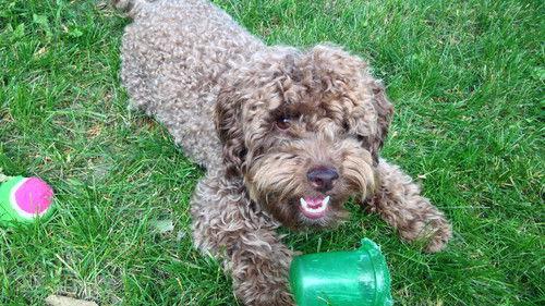 Couple with Dog Season 1 Episode 4 - Episode 4