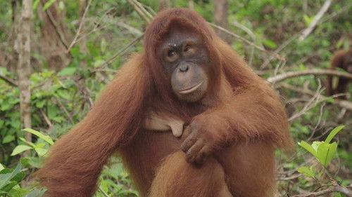 Orangutan Jungle School Season 2 Episode 7 - The Road to Recovery