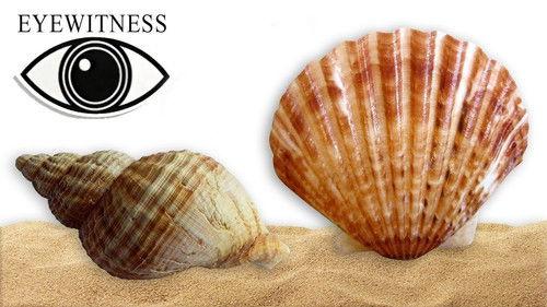 Eyewitness Season 2 Episode 10 - Shell