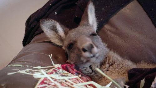 Bondi Vet: Coast to Coast Season 1 Episode 13 - Kangaroo Comeback