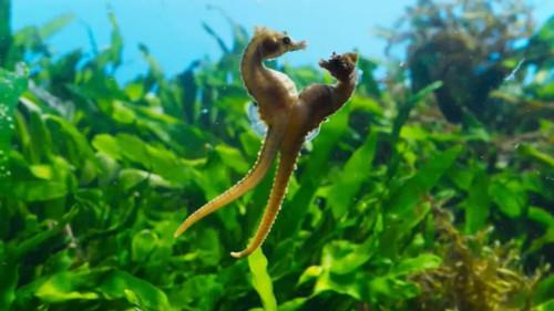 Superquark Season 29 Episode 1 - The game of seduction