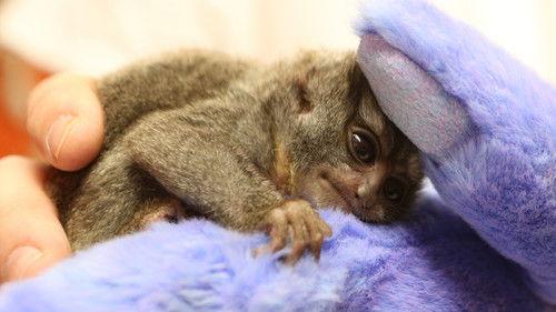 Dr. K's Exotic Animal ER Season 4 Episode 2 - One Funky Monkey