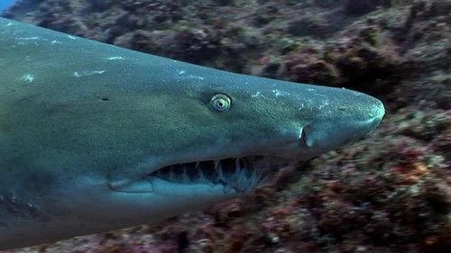 When Sharks Attack Season 5 Episode 1 - Terror in the Gulf