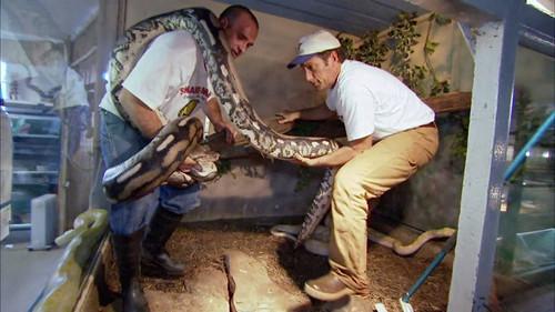 Dirty Jobs Season 3 Episode 10 - Snake Wrangler