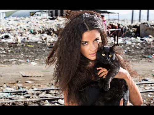 The Stray Cat Season 1 Episode 1 - Episode 1