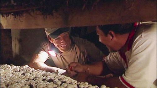 Dirty Jobs Season 2 Episode 4 - Mushroom Farmer