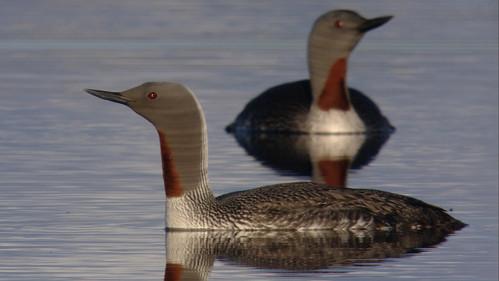 Nordic Wild Season 1 Episode 2 - Furious Life