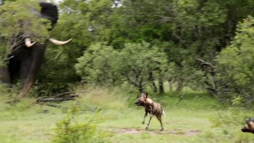 Africa's Deadliest Season 2 Episode 2 - Ganglands