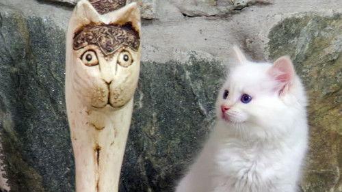 Too Cute Season 5 Episode 11 - Cuddly Kittens