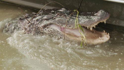 Swamp People Season 15 Episode 7 - Chasing a Legend