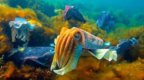 Spy in the Ocean, A Nature Miniseries Season 1 Episode 2 - Deep Feelings