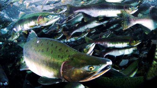 Wild Hokkaido! Season 1 Episode 17 - Autumn on the Coast of Shiretoko