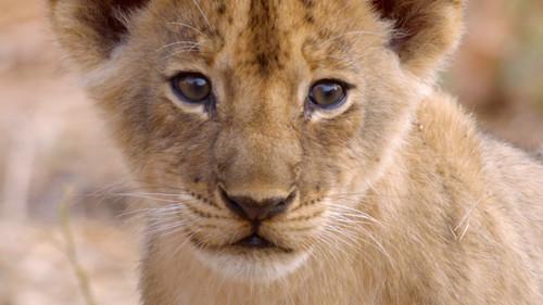 Africa's Hunters Season 1 Episode 4 - The Misfit