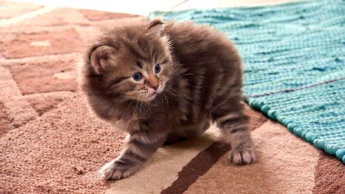 Too Cute Season 5 Episode 1 - Kittens and Canines