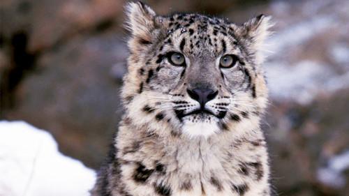 Natural World Season 30 Episode 4 - The Himalayas