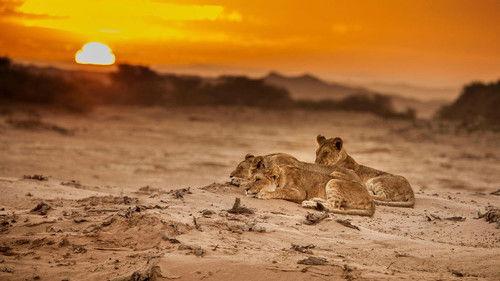 Nature Season 37 Episode 2 - Super Cats: Cats in Every Corner