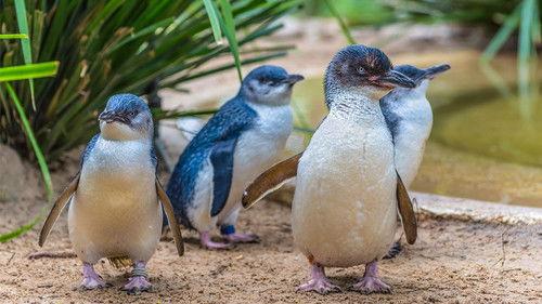 Nature Season 40 Episode 8 - Penguins: Meet the Family