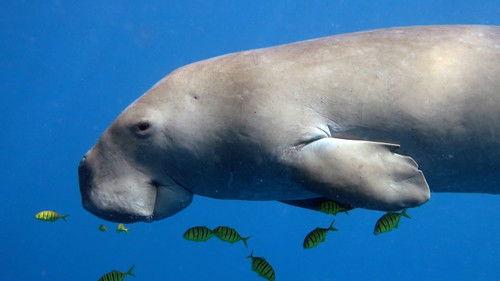 Reef School Season 1 Episode 7 - Cleaning Station