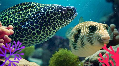 Reef School Season 2 Episode 19 - Counting Genius