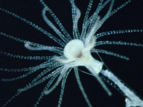 Life on Earth Season 1 Episode 1 - The Infinite Variety