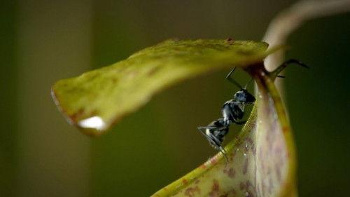 Planet Weird Season 1 Episode 4 - Sidekicks