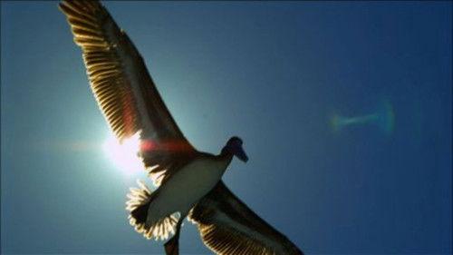 Nature Season 32 Episode 1 - Earthflight: North America