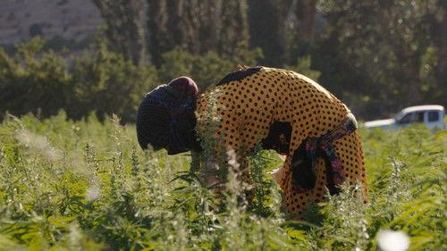 VICE News Tonight Season 5 Episode 25 - Wednesday, February 17, 2021