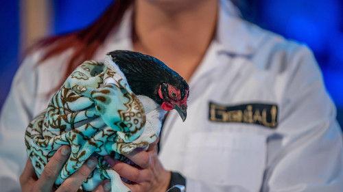 Génial! Season 10 Episode 17 - Episode 17