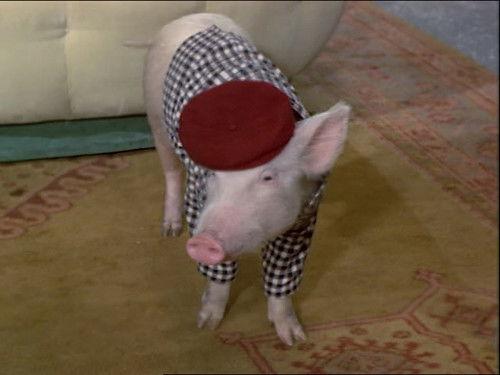 Green Acres Season 5 Episode 4 - A Tale of a Tail