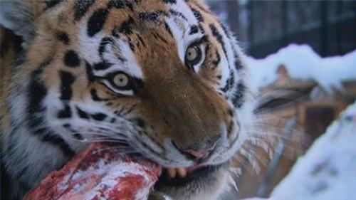 Dyrepasserne Season 5 Episode 1 - Episode 1