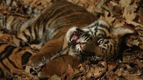Natural World Season 25 Episode 7 - Battle to Save the Tiger