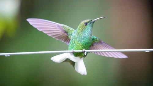 Nature Season 41 Episode 10 - The Hummingbird Effect
