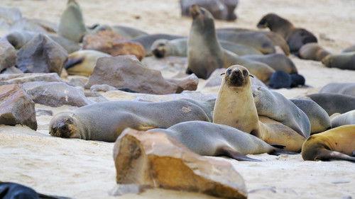 Reef School Season 1 Episode 18 - Follow the Leader