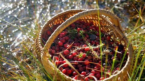 Cuisines des terroirs Season 22 Episode 4 - Episode 4