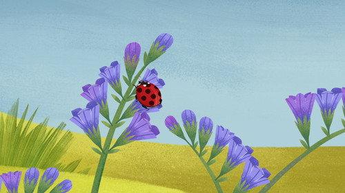 Puffin Rock Season 2 Episode 15 - Spot the Ladybird
