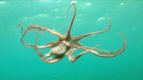 Mysterious Islands Season 1 Episode 7 - Indonesian Island Mystery