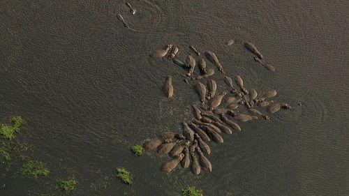 Animal Fight Night Season 4 Episode 1 - Clash of Titans