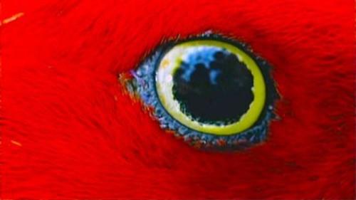 Natural World Season 18 Episode 7 - Wild Indonesia: Island Castaways