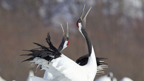 Nature Season 12 Episode 6 - The Nature of Sex: The Sex Contract