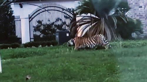 Court Cam Season 5 Episode 3 - #503