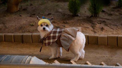 A Good Day to be a Dog Season 1 Episode 5 - Overcoming Trauma