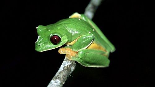 Planet Earth Season 1 Episode 8 - Jungles