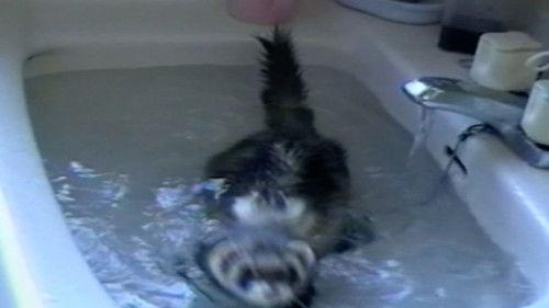 Funniest Pets & People Season 2 Episode 6 - Sink or Swim