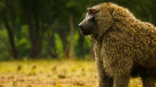 Serengeti Season 1 Episode 1 - Destiny